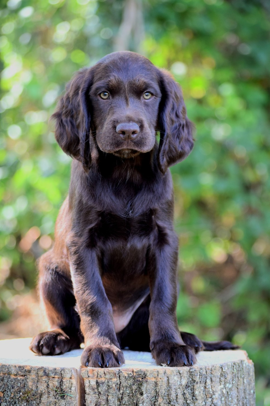 Meister Des Waldes AJKA
