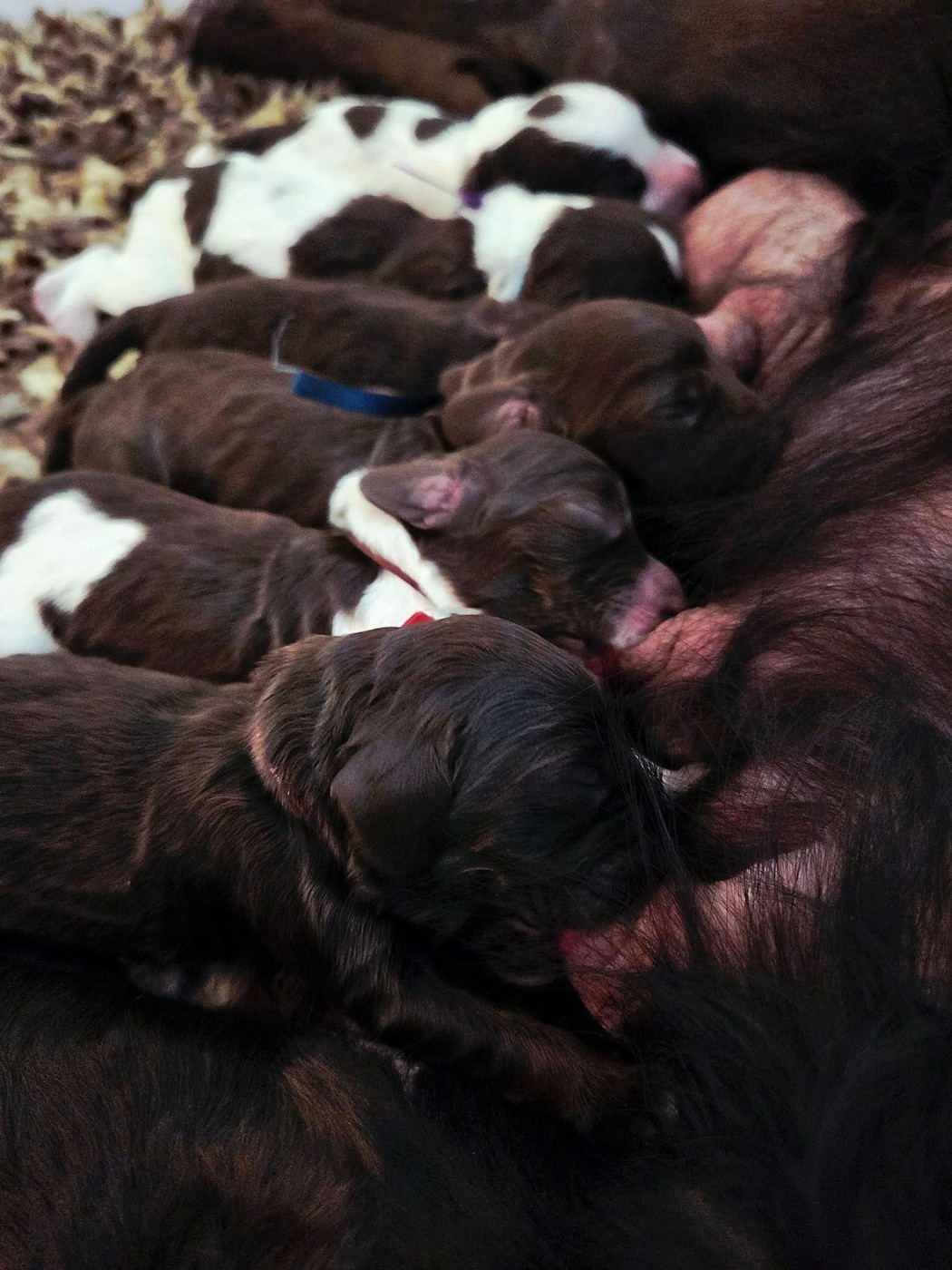Bienvenue mes bébés
